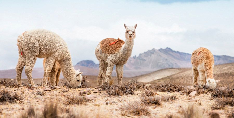 Alpacas_gracing_2400x_900.jpg