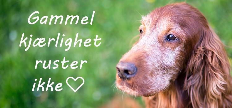 Når hunder og katter blir eldre