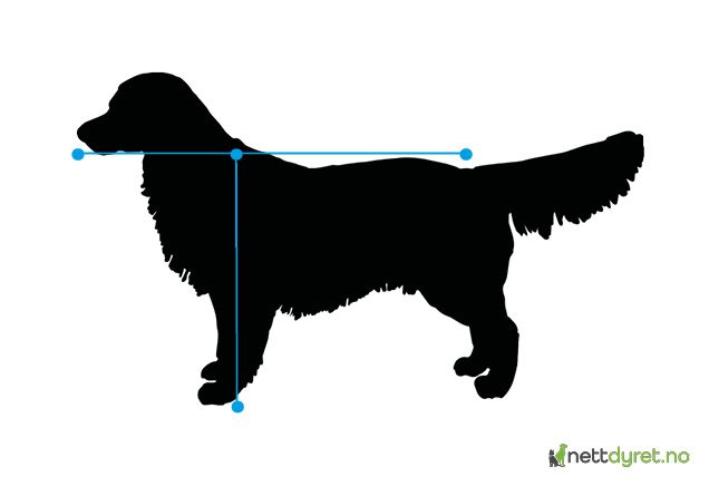 For å finne rett hundebur til din hund er det viktig å måle skulderhøyde på hunden.