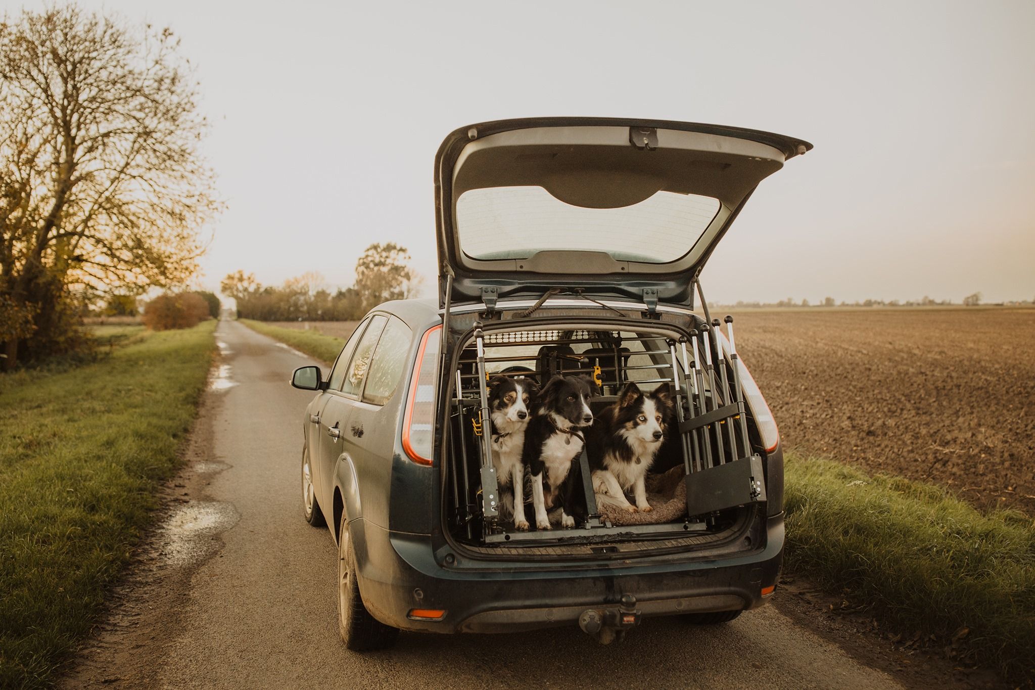 3 hunder plassert i et Variocage bilbur i bagasjerommet på en mørk bil