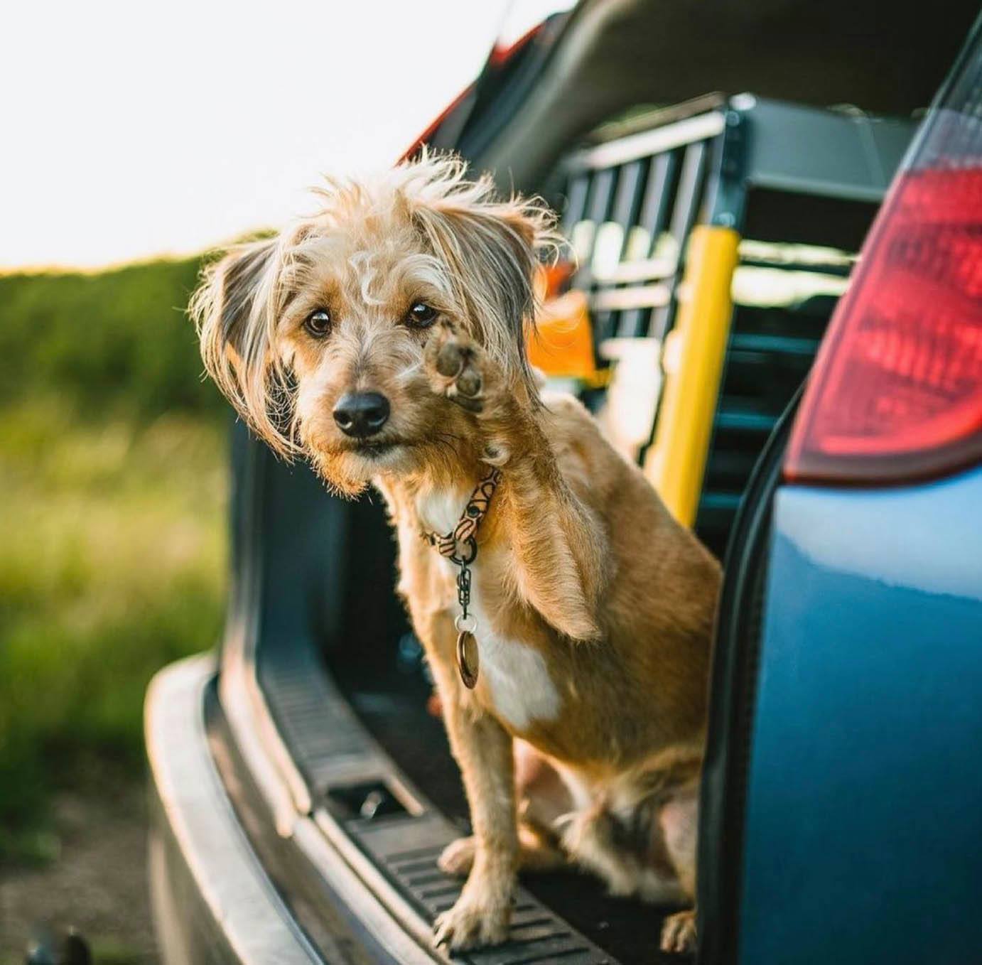 En liten lys hund sitter i bagasjerommet i en bil ved siden av et Variocage hundebur