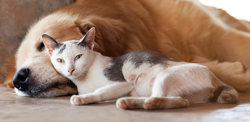 Hund og katt hviler sammen