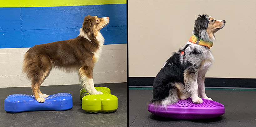 Hunder som står på balanseputer