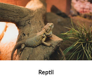 Artikler om reptiler