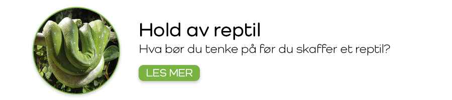 Reptil