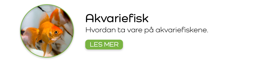 Akvariefisk