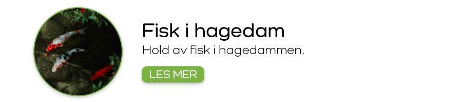 Fisk i hagedam