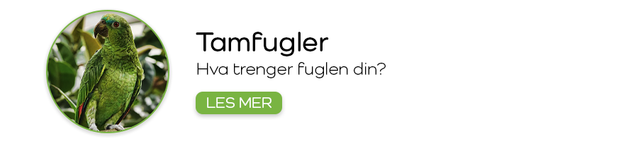 Hva trenger fuglen din