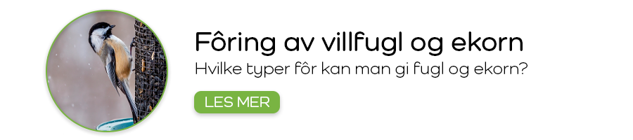 Fôring av villfugl og ekorn