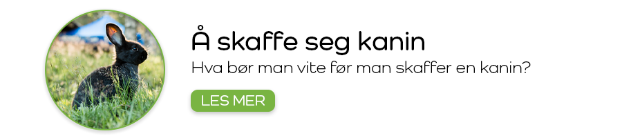 Å skaffe seg kanin