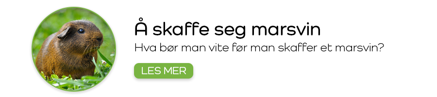 Å skaffe seg marsvin