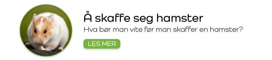 Å skaffe seg hamster