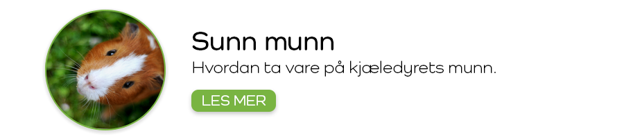 Kjæledyrets munnhygienet