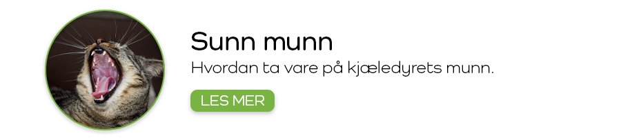 Kjæledyrets munnhygienet