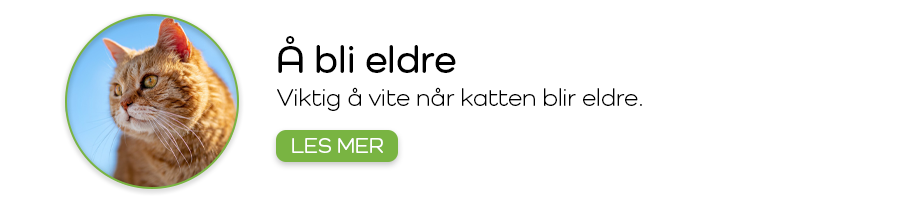 Når hunder og katter blir eldre