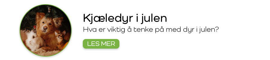 Kjæledyr i juletiden