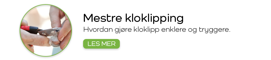 Bli bestevenn med klotangen