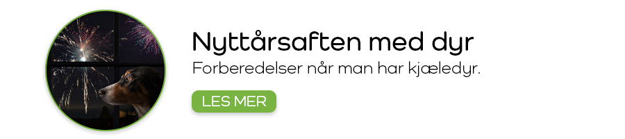 Nyttårsaften med engstelige kjæledyr