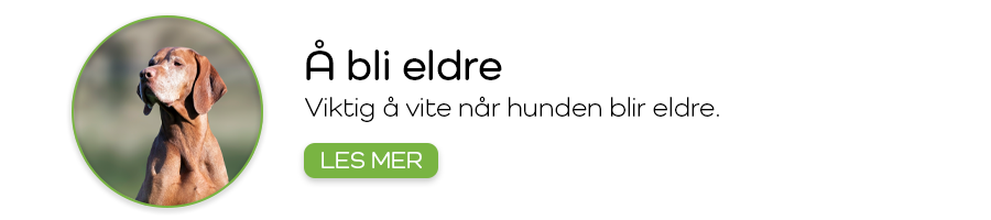 Når hunder og katter blir eldre