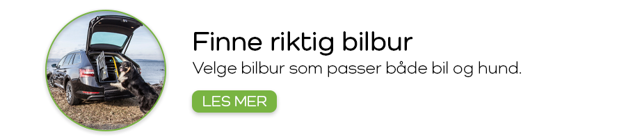 Hvordan velge riktig bilbur til hund