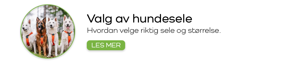 Hvordan velge riktig hundesele