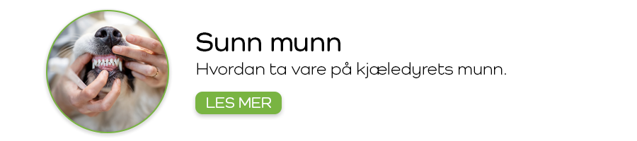 Kjæledyrets munnhygienet