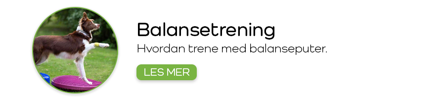 Fjellvettregler for hunder