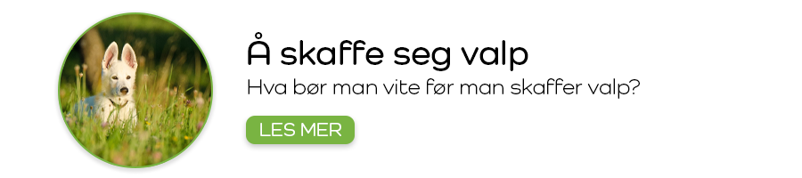 Å skaffe valp eller kattunge