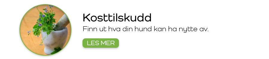 Kosttilskudd til hund